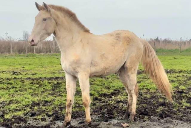 Lusitanienne crème de 2 ans 