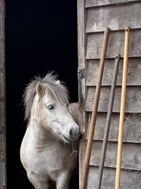 Mini shetland 