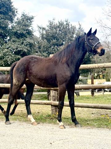 Très joli jument - 2 ans - netto / van gogh du val