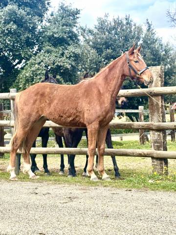 Elegante jument - 2 ans - Sir Sandro