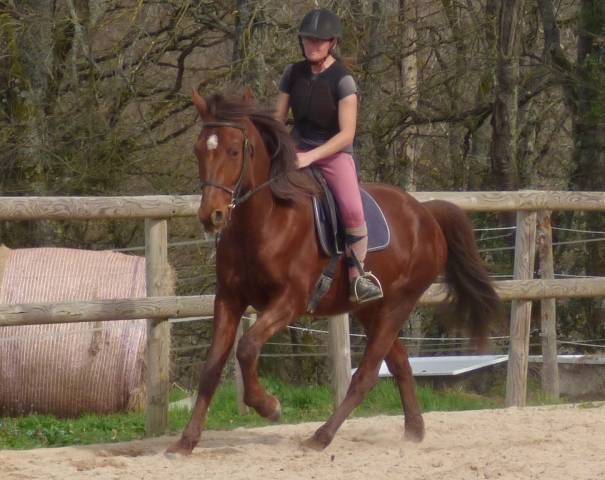 Cheval Joker