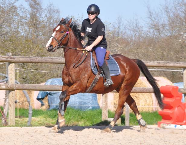 Cheval Luxueux