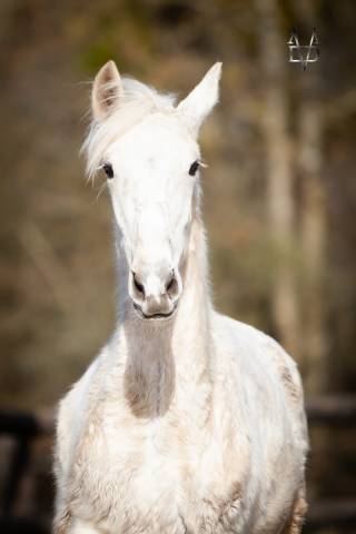 Poulain pure race espagnole palomino à vendre