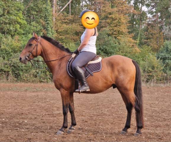 Olimpig, ONC de 7 ans – Type Lusitanien 