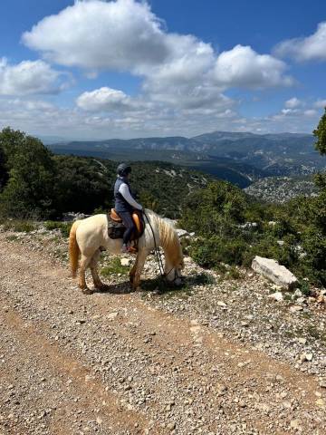 cheval camargue 10 ans