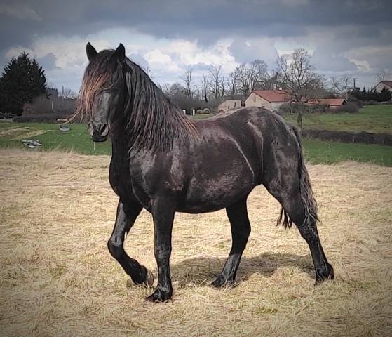 Cheval entier race Mérens