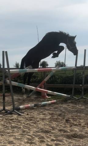 À vendre pfs 2 ans