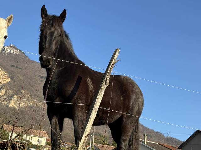 Jument percheron noire