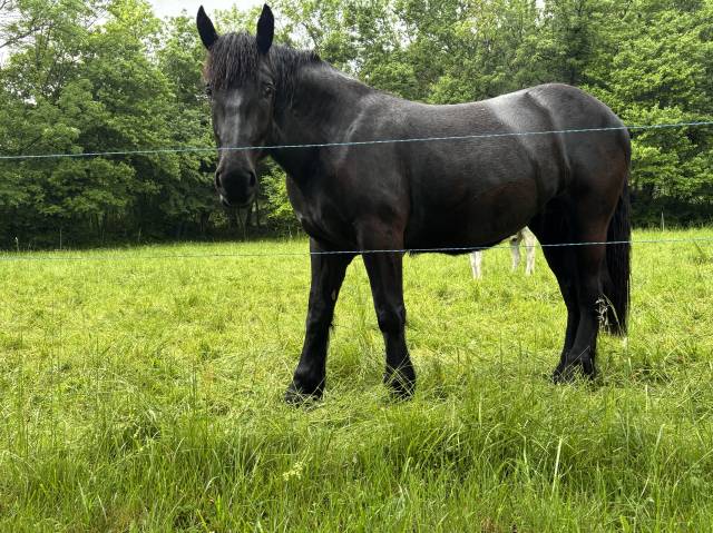 Jument percheron noire