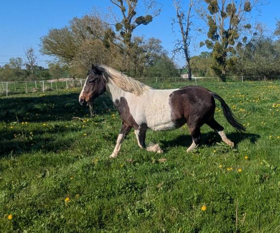 Poney jument poulinière 