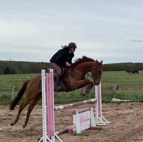 Jument PS de 5 ans pour CSO CCE
