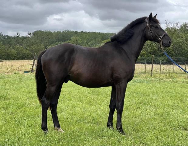 Male 3 ans SF El Barone 111 x Conrad 