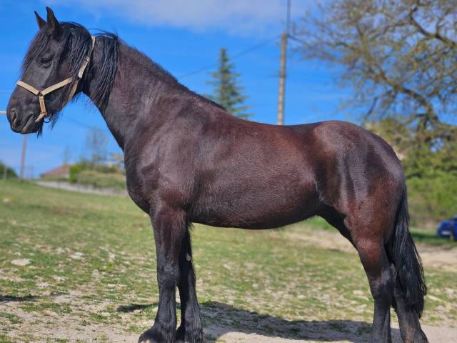 VENTE CHEVAL FRISON