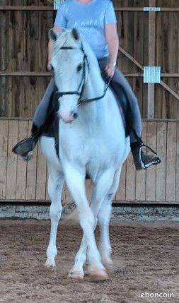 Lipizzan hongre 1m52