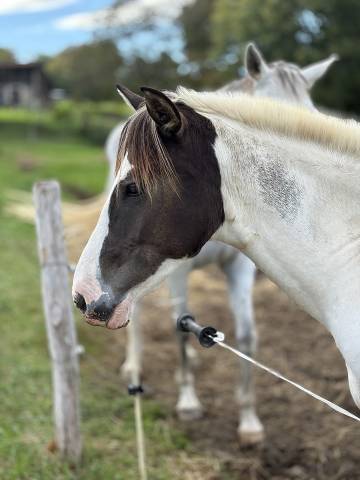 Jeune cheval ONC