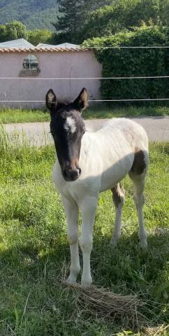 Pouliche ponette DSAxPottock OC 2023