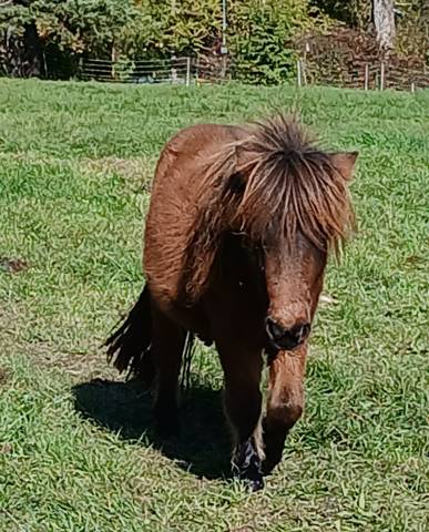 Poney type shetland 