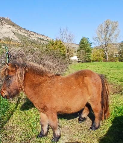 Poney type shetland 