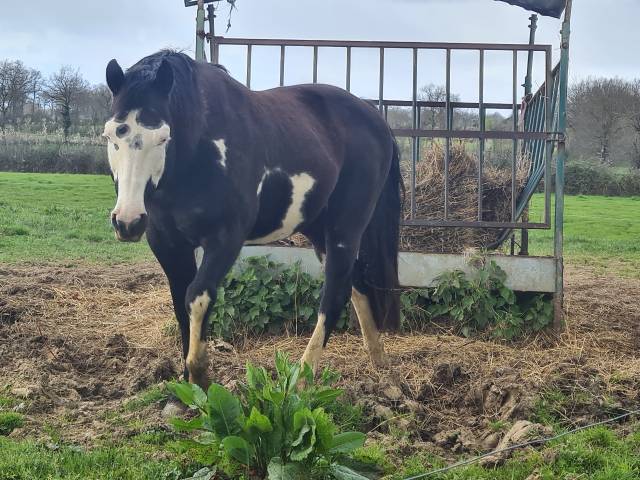 Saillie etalon paint horse 