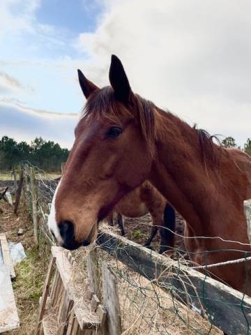 Refuge Epona - Cheval, 11 ans - Adoption