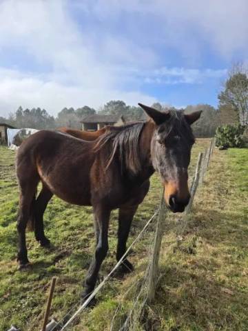 Refuge Epona - Jument 14 ans - Adoption
