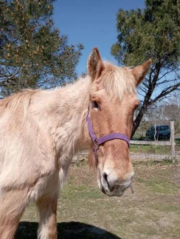 Refuge Epona - Jument, 28 ans - Adoption
