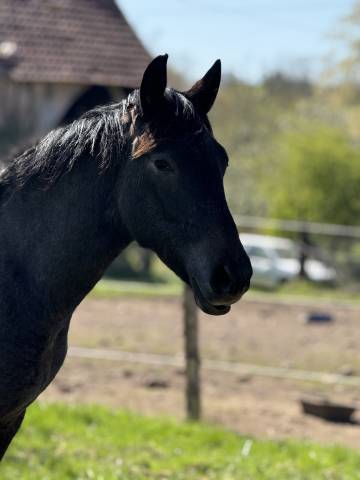 Jolie cheval