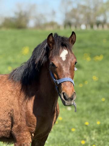 Magnifique poney