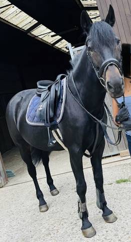 selle Bruno Delgrange Taille 17,5 