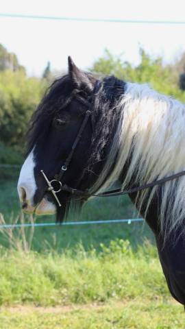 Hongre Irish Cob de 6 ans