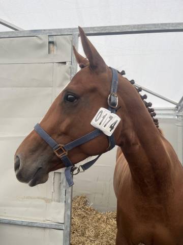 Jument SF 6 ans pour CSO amateur 
