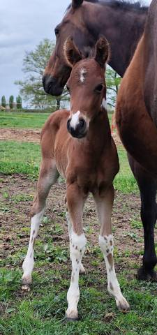 Poulain Paint Horse 