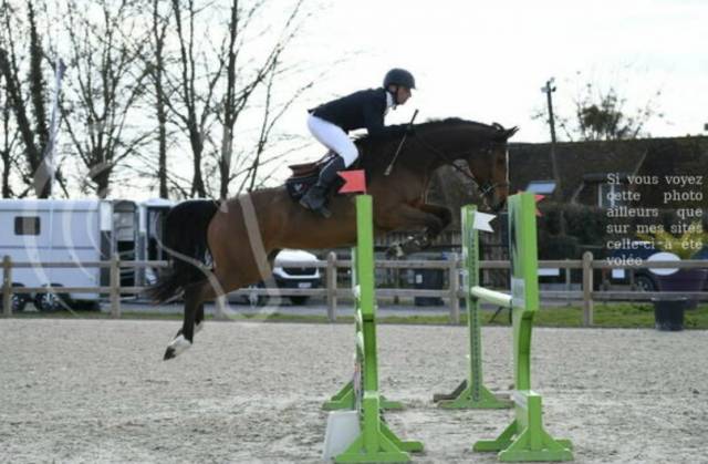 Jument CSO amateur à vendre 115-120 