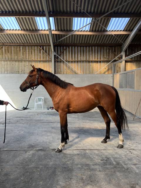 Hajda pouliche 3 ans 