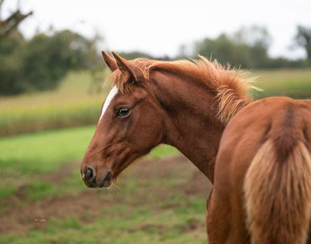 Poulain de 1 an souche Jumpy de Kreisker 