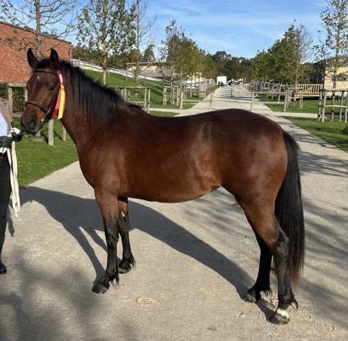 Femelle Connemara baie 3 ans