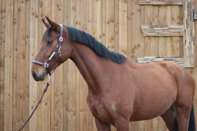 Hongre de 5 ans à vendre 