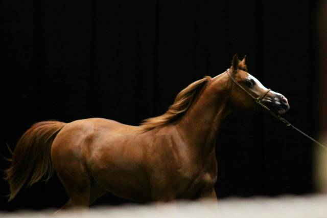 Cheval arabe 