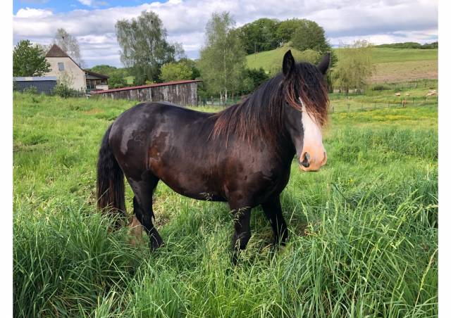 Jument Irish Cob 3 ans