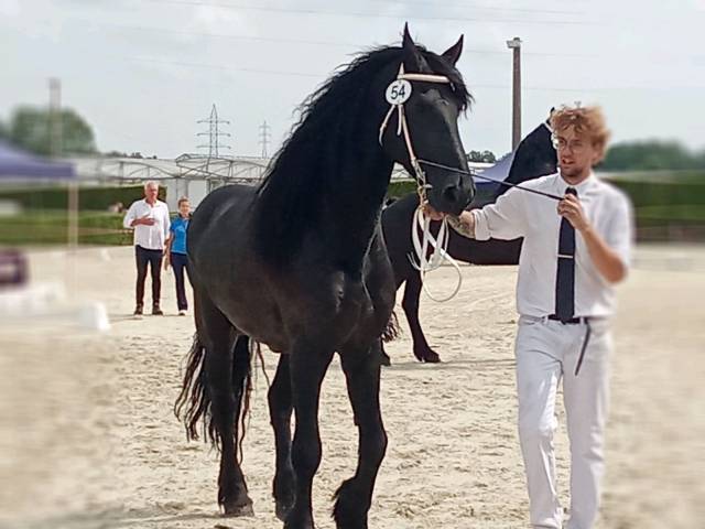 FRISON ENTIER PP