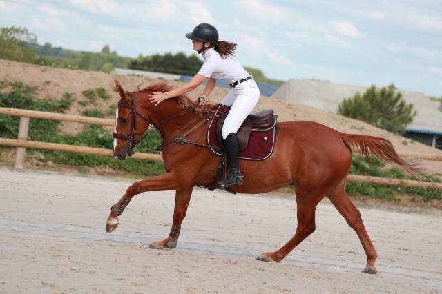Hongre très amateur compétitif 125/130