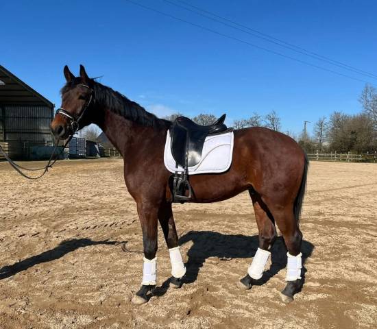 Hongre Hanovrien Fusionnist X EPRENHEIST 4 ans 