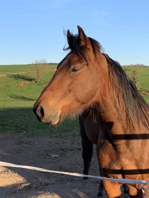 Hongre trotteur