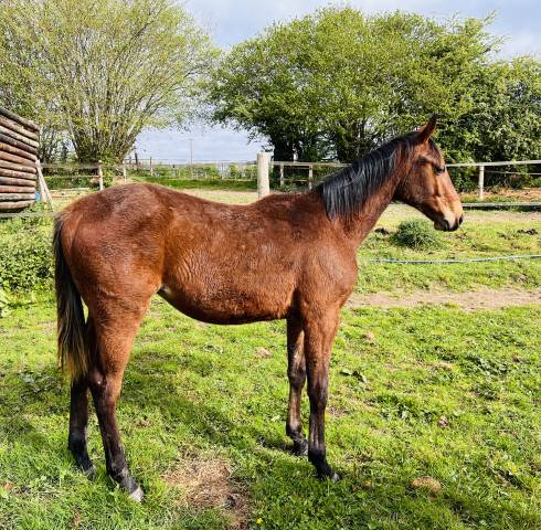 À VENDRE – Oxford d’Hermet