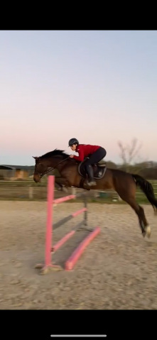 CHEVAL KWPN CSO AMATEUR / PRO