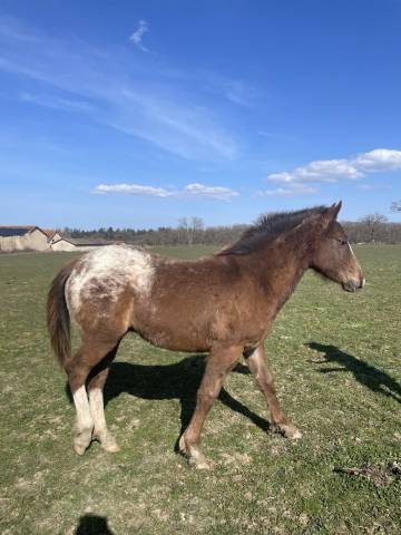 Poulain appaloosa 
