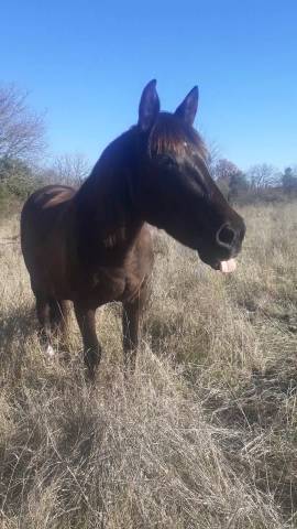 Jument à vendre ! Pour cso et cce 