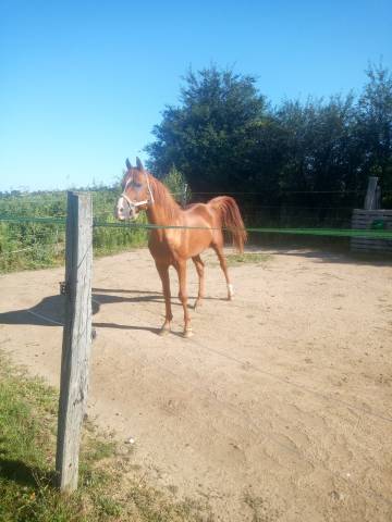Varek d Aigrefeuilles 