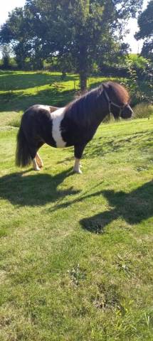 Poney shetland plein papier de 3 ans