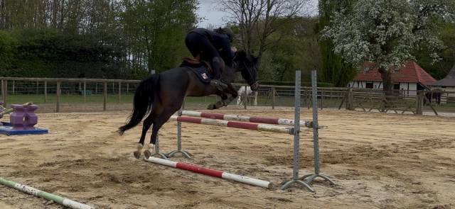 Poney Hongre de 4 ans cso